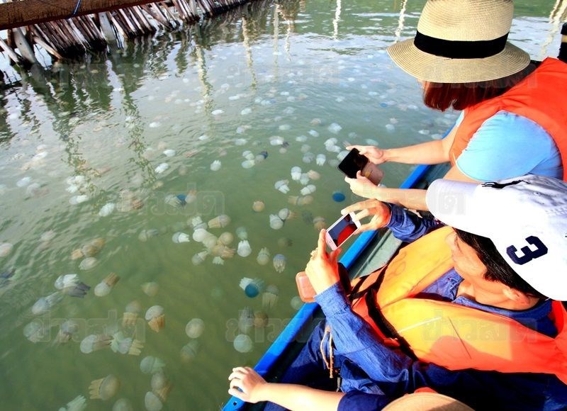 ล่องเรือชม แมงกระพรุนถ้วย หรือแมงกระพรุนหลากสีที่จังหวัดตราด