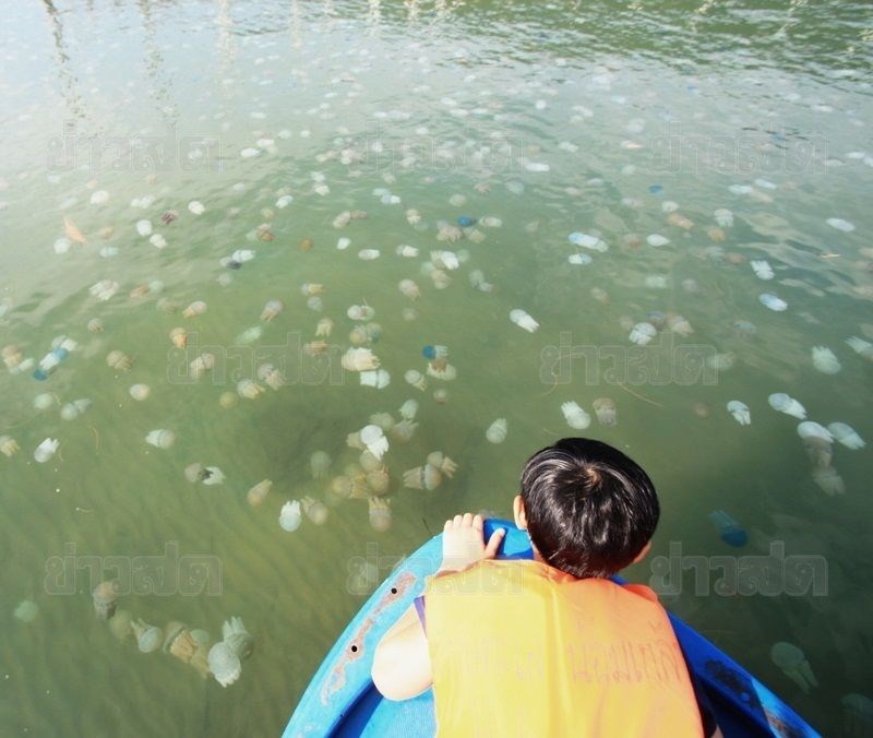 ล่องเรือชม แมงกระพรุนถ้วย หรือแมงกระพรุนหลากสีที่จังหวัดตราด