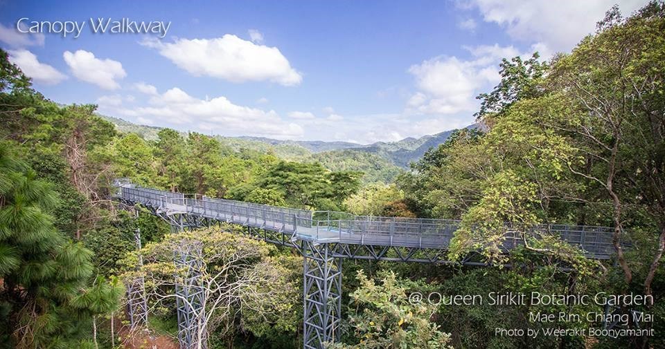 Canopy Walkway เส้นทางเดินชมธรรมชาติเหนือเรือนยอดไม้ของ องค์การสวนพฤกษศาสตร์ (อ.ส.พ.) ถือเป็นเส้นทางเดินชมธรรมชาติที่ยาวที่สุดในประเทศไทย ตั้งอยู่ภายในสวนพฤกษศาสตร์สมเด็จพระนางเจ้าสิริกิติ์ อำเภอแม่ริม จังหวัดเชียงใหม่