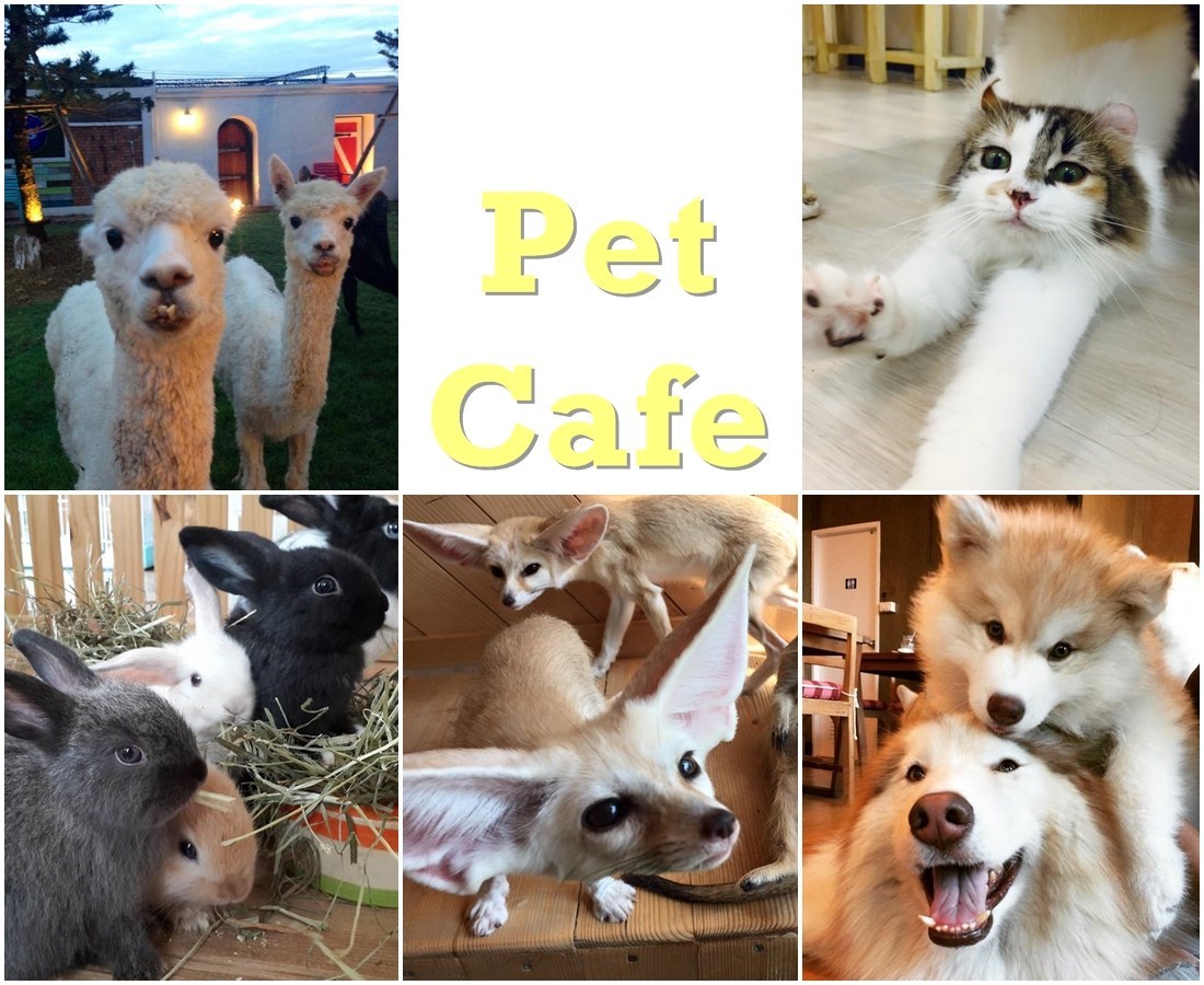 Pet Cafe หรือคาเฟ่สัตว์ คาเฟ่หมา คาเฟ่แมว คาเฟ่กระต่าย คาเฟ่จิ้งจอก