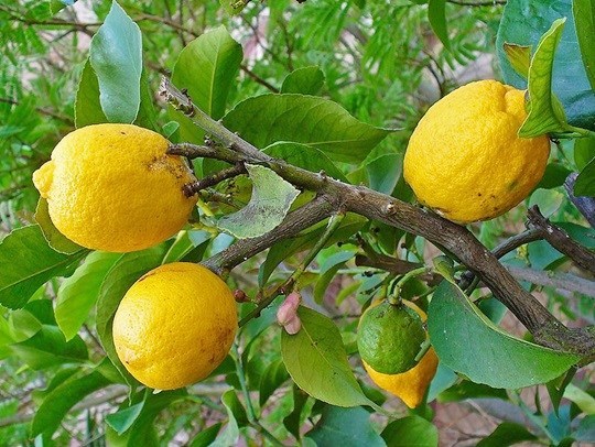Citrus medica ส้มนาวคลาน มะนาวควาย มะงั่ว