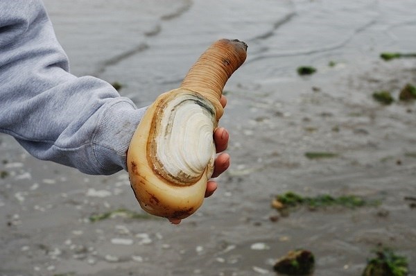 หอยงวงช้าง หอยกูอีดั๊ก Geoduck หอยจู๋ mirugai