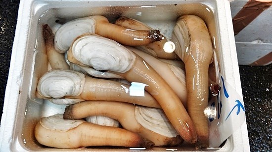 หอยงวงช้าง หอยกูอีดั๊ก Geoduck หอยจู๋ mirugai