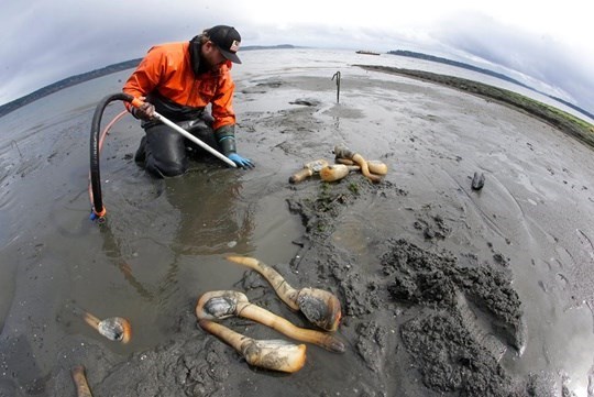 หอยงวงช้าง หอยกูอีดั๊ก Geoduck หอยจู๋ mirugai