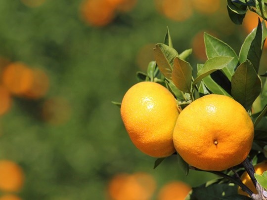 ส้มพันธุ์ Miyagawa wase ส้มในกลุ่มแมนดาริน