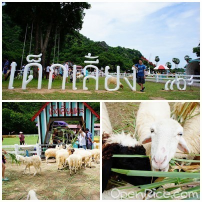 Swiss Sheep Farm ลัคกี้ซีฟู้ด 2